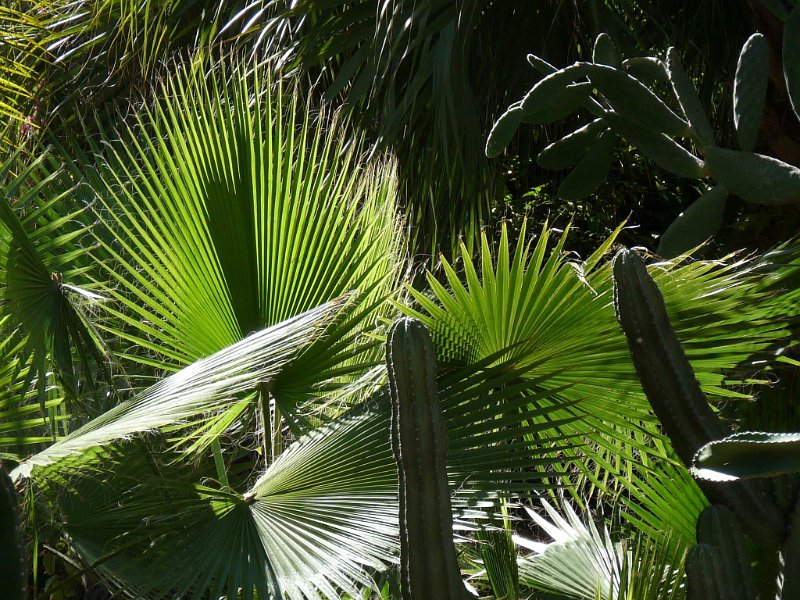 (48) Fan palms in the Jardin de Majorelle.JPG